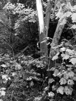 12047506_10207654100580140_217032124_ntemp