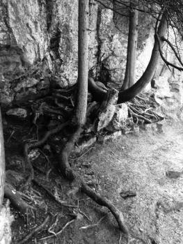 12047788_10207654014617991_1560629767_ngoose